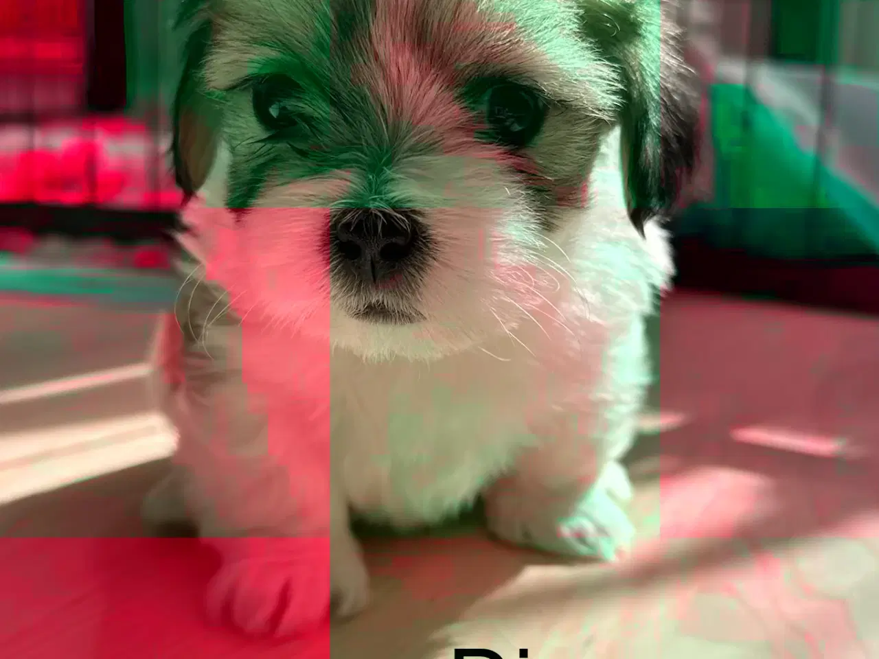 Billede 1 - Lhasa apso pige