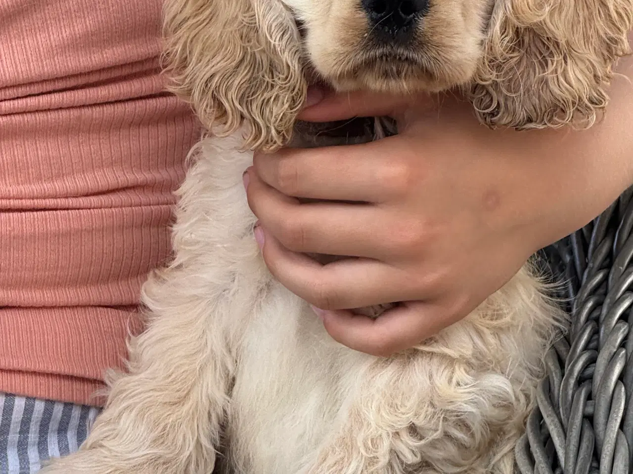 Billede 18 - Rejseklar 🧳 Skønne Amerikanske Cockerspaniel 