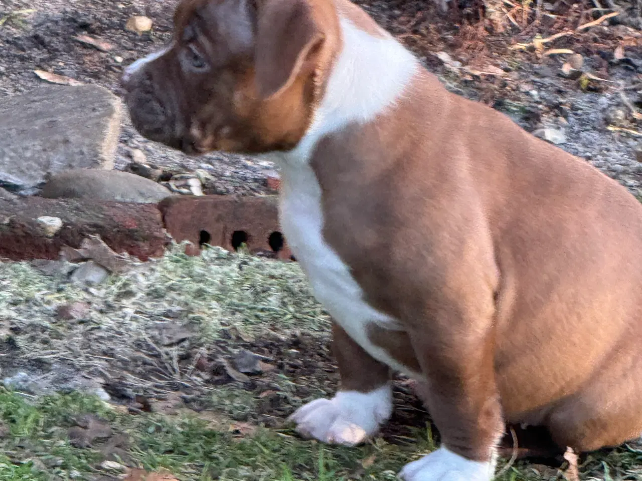 Billede 1 - American Bully Hvalpe