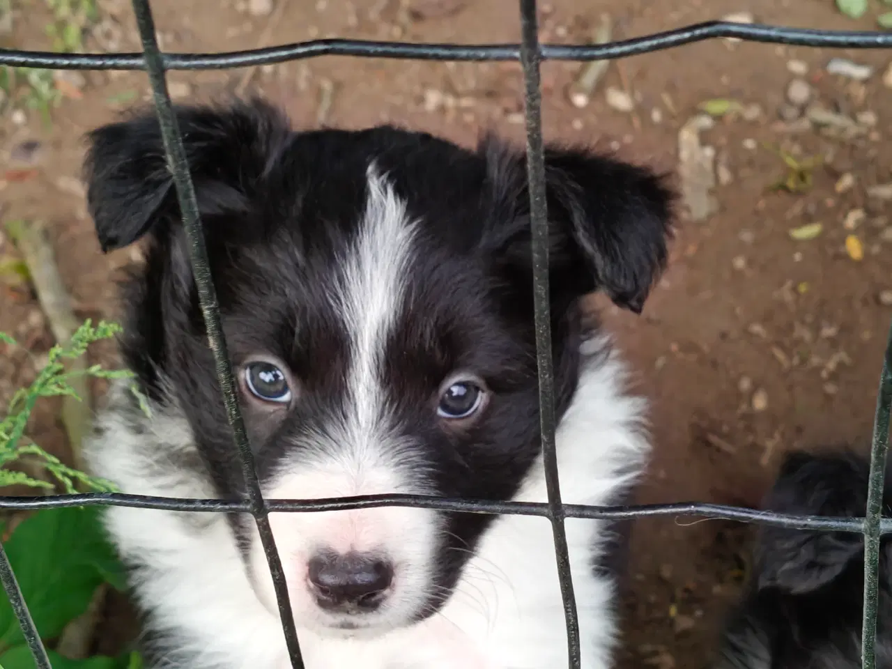 Billede 3 - Vidunderlige Border collie hvalpe