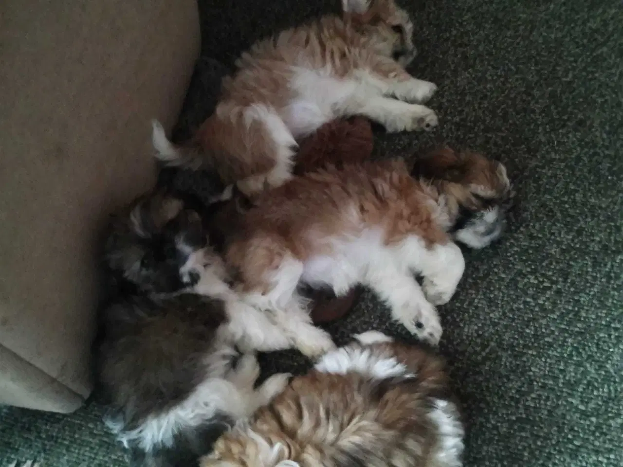 Billede 1 - Shih tzu 