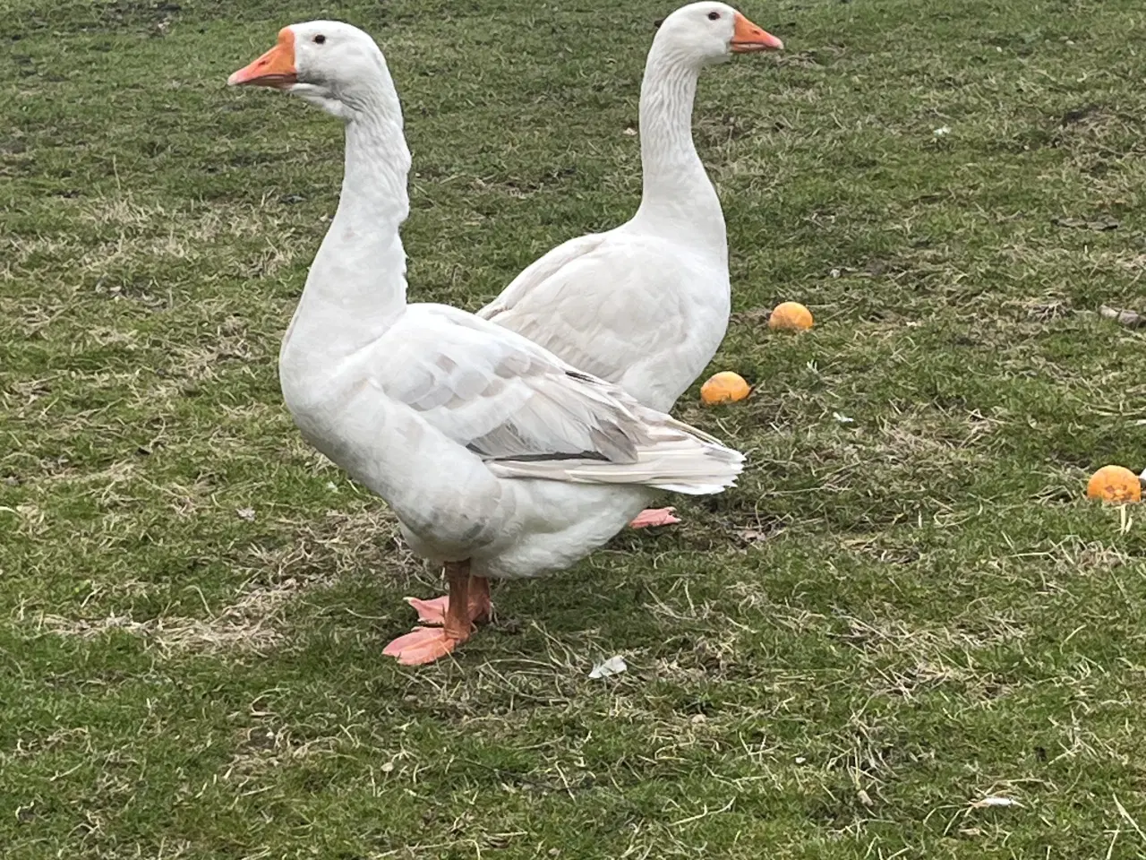 Billede 1 - Et par gæs