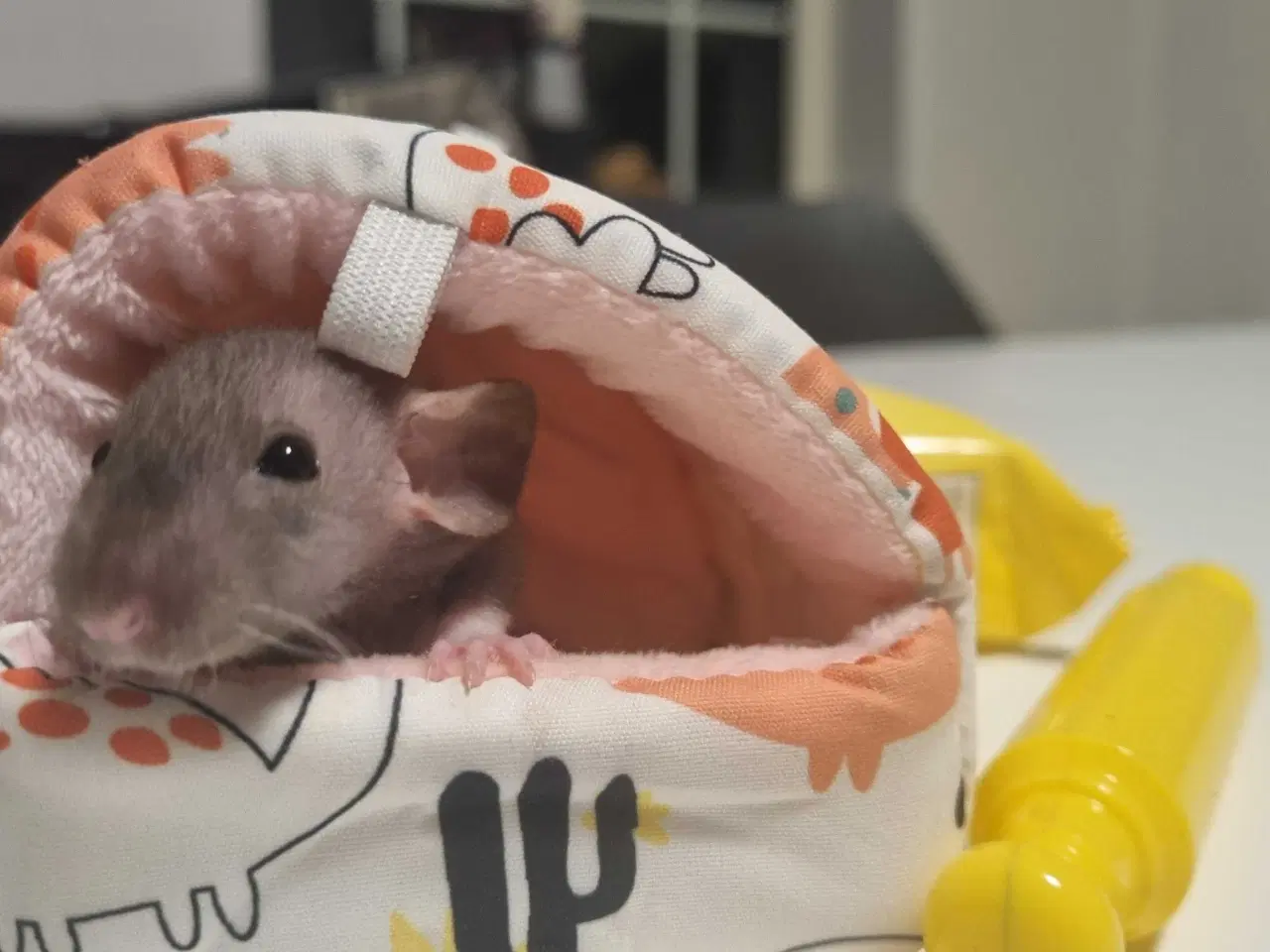 Billede 2 - Dobbeltrex dumbo rotteunge