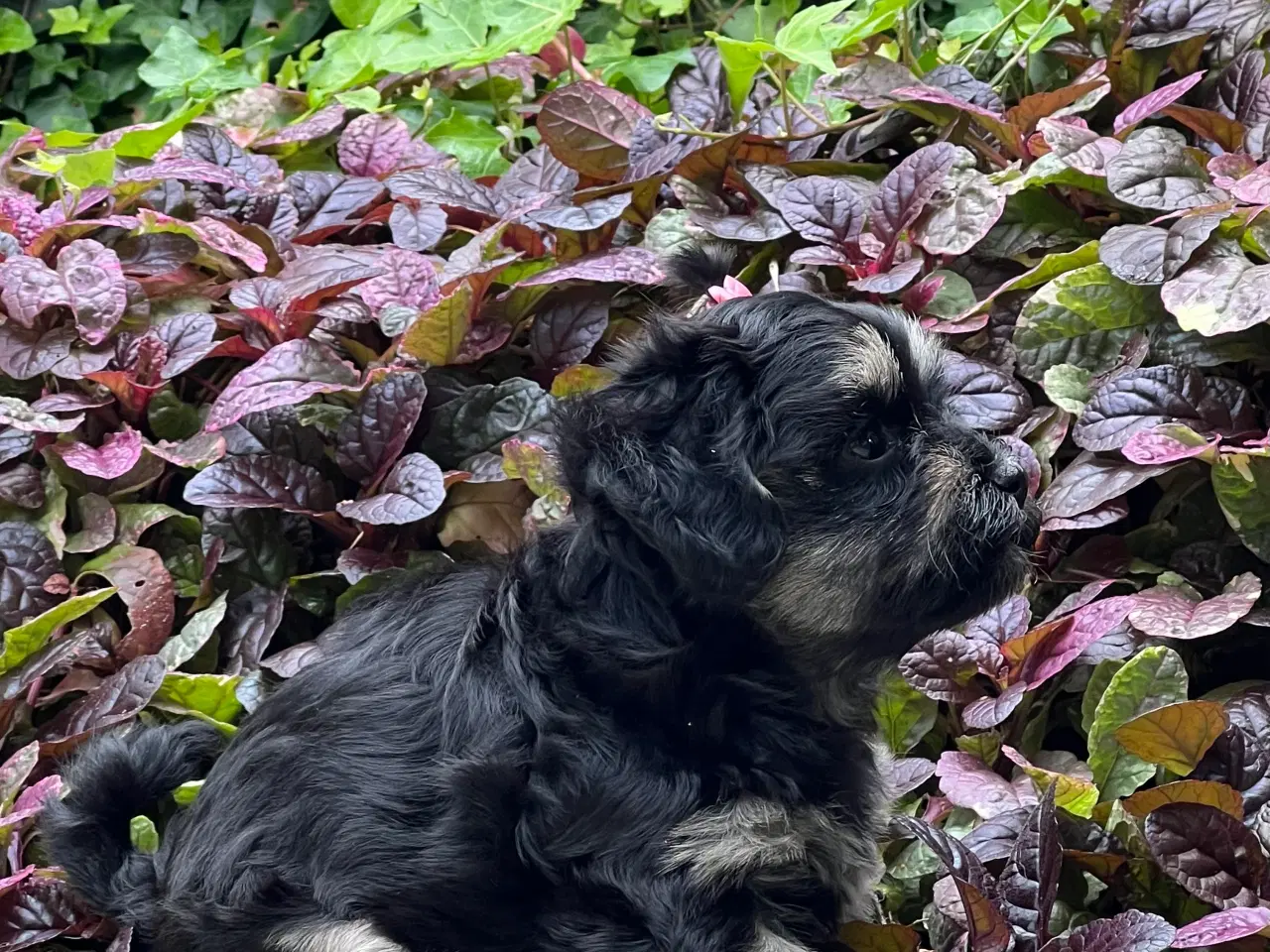 Billede 13 - 🐾Skønne familie hunde 🐾