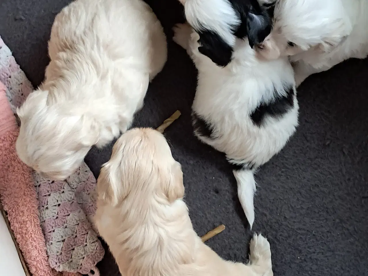 Billede 10 - Malteser blanding lille hund.