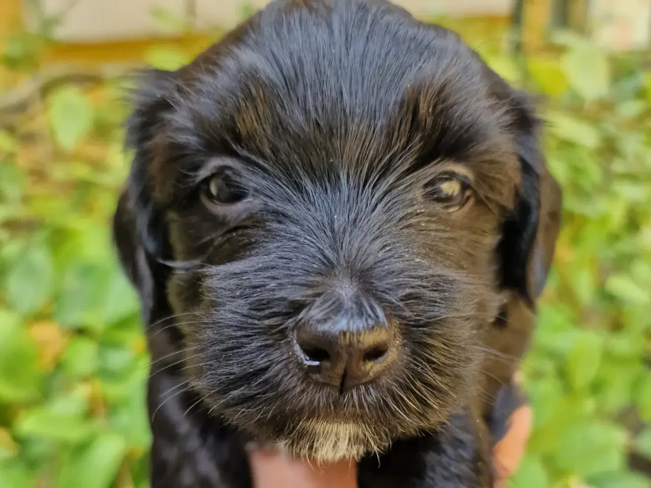 Billede 1 - Bichon Havanais hvalpe med DKK stamtavle