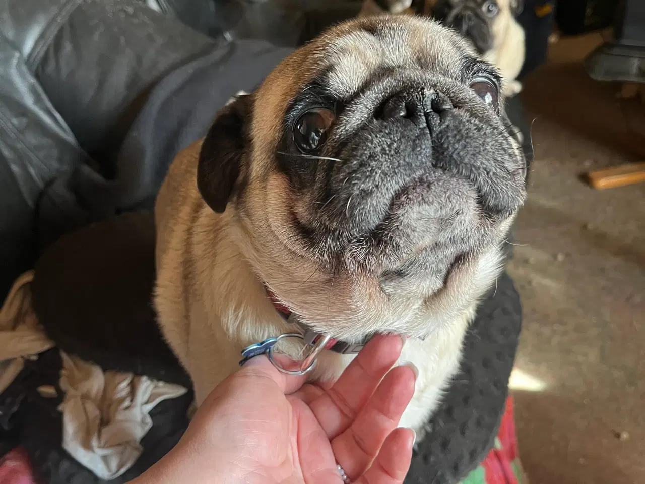 Billede 7 - Mops hvalpe 