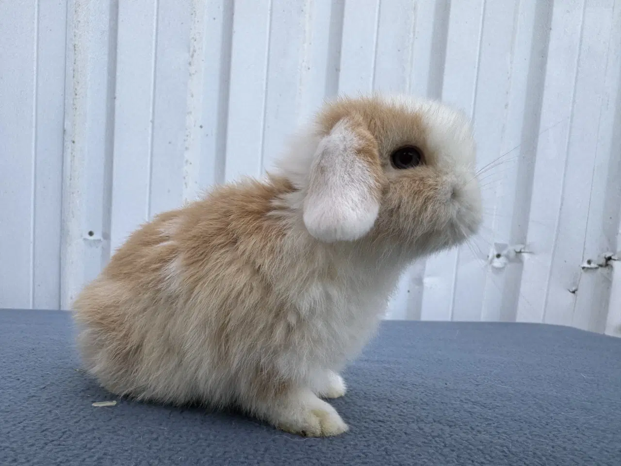 Billede 2 - Mini lop hankanin