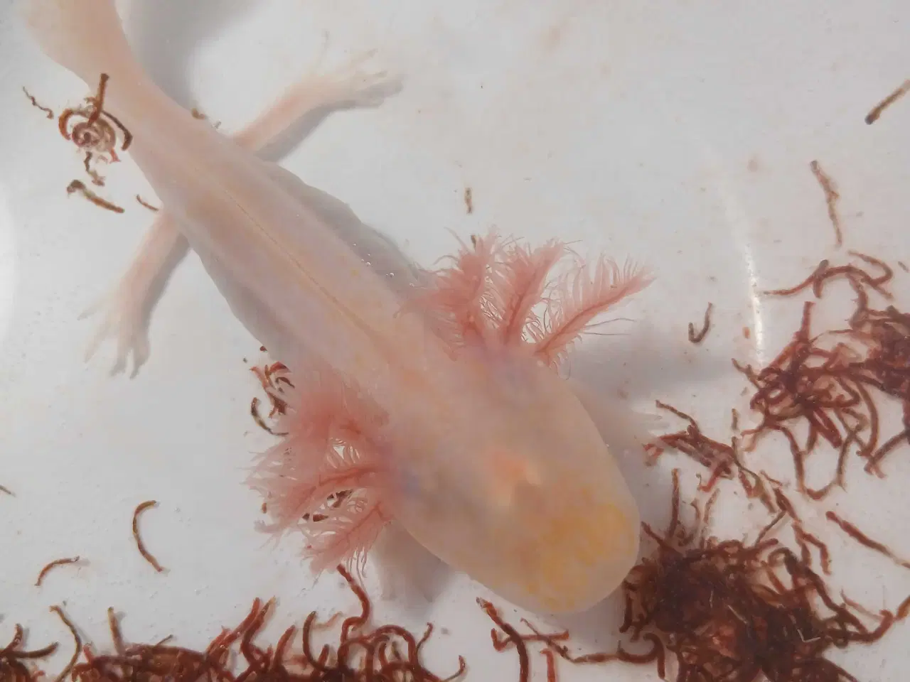 Billede 9 - Golden Mosaik axolotl 