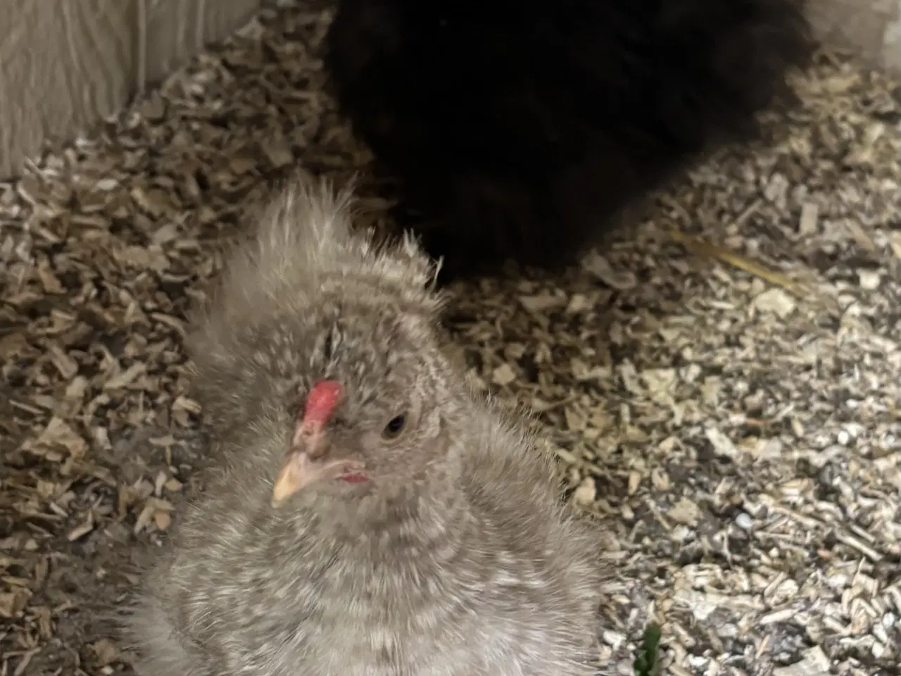 Billede 4 - Silkekyllinger