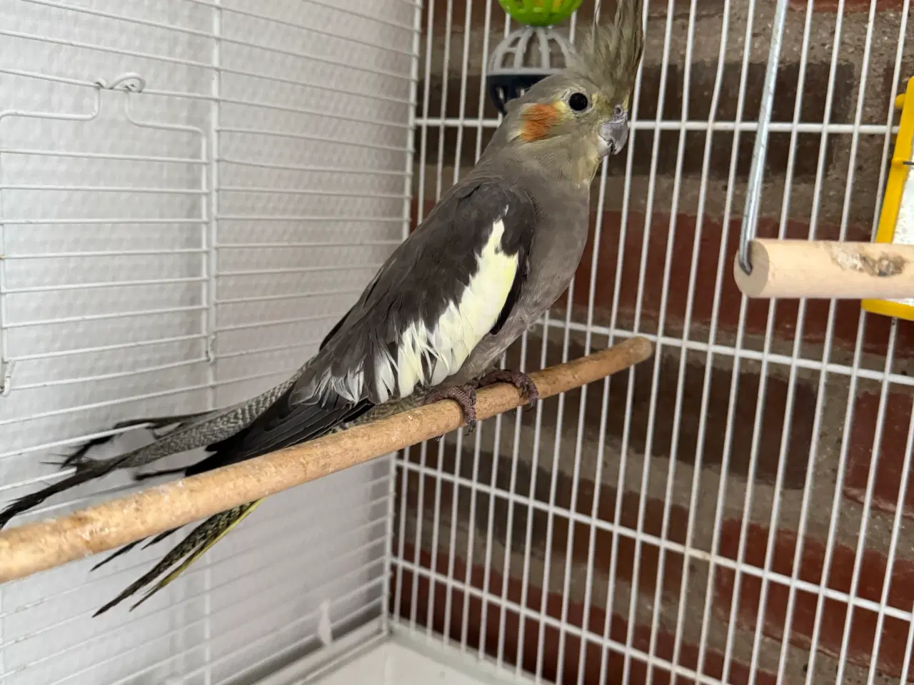 Billede 1 - Sød Nymfeparakit ca 7 månder