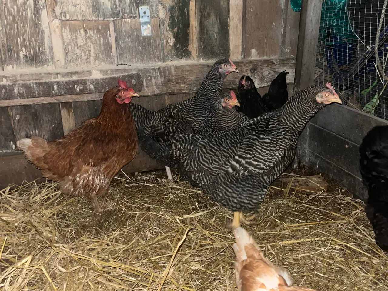 Billede 1 - Høns