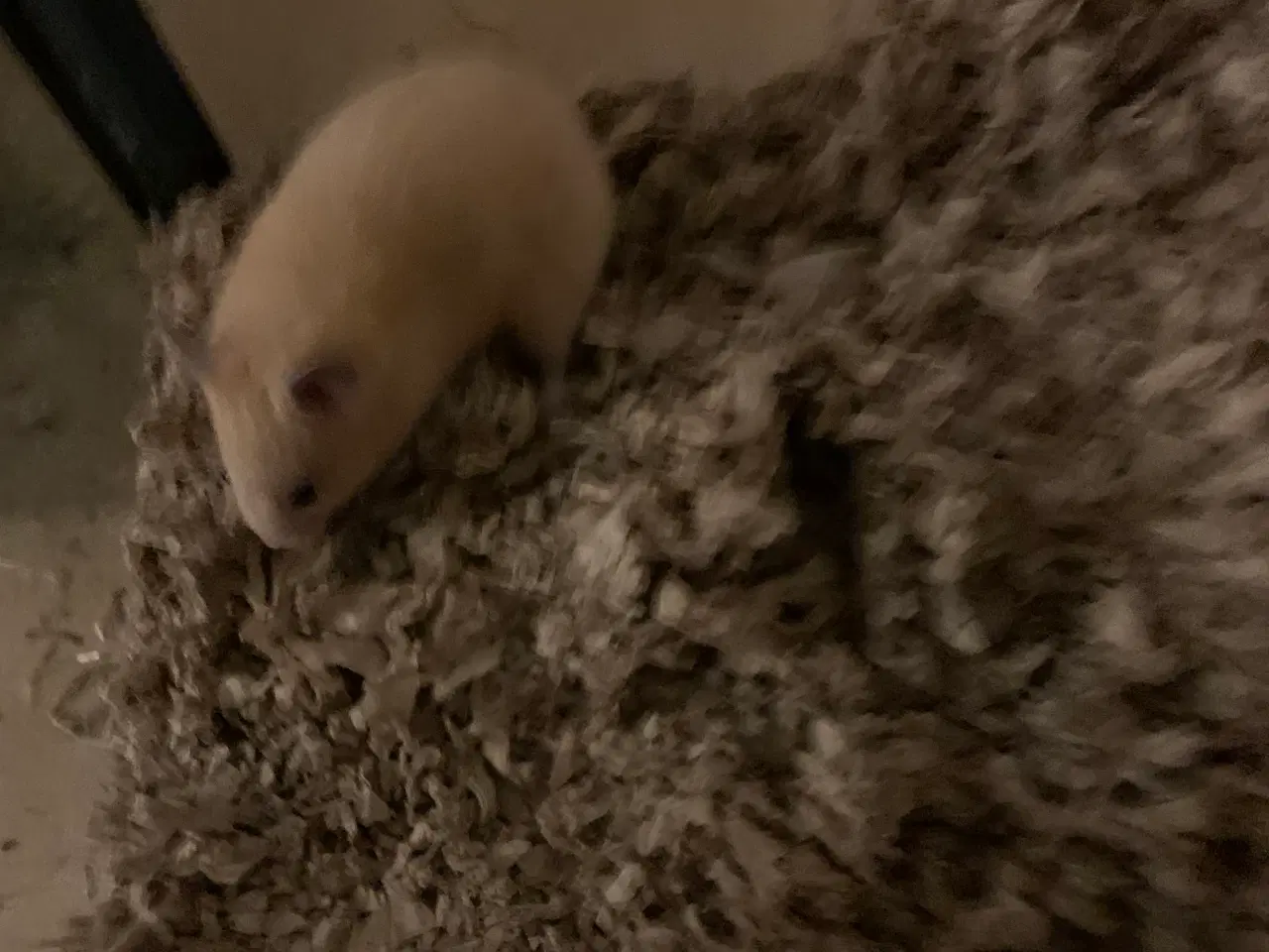 Billede 4 - Hamster bur + guldhamster 