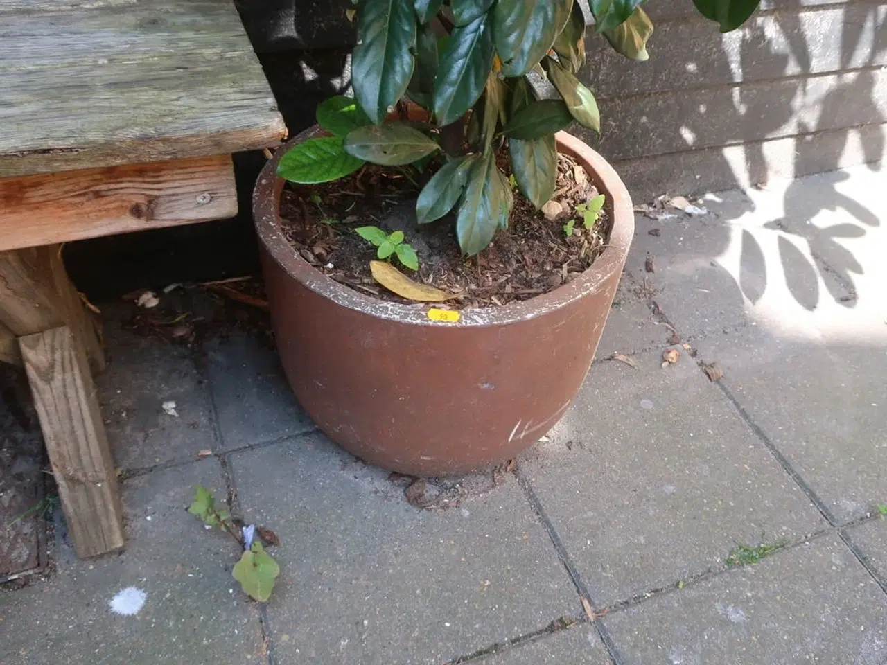 Billede 3 - Plante