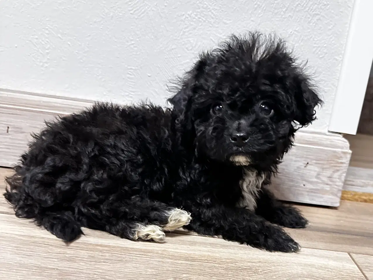 Billede 17 - Cavapoo F2B 