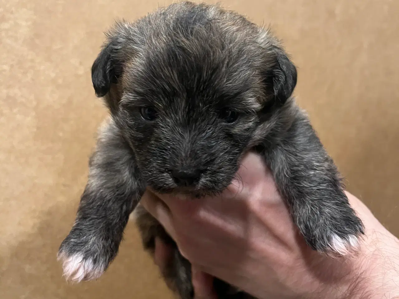 Billede 2 - Kun en tigerstribet tæve nu! Små blandinger