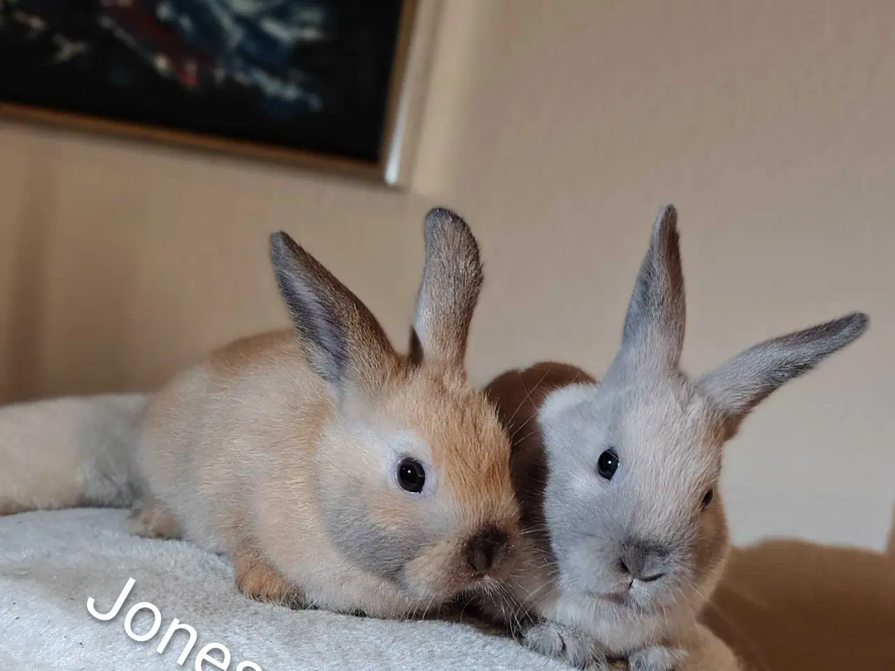 Billede 3 - Indendøres Fri-Kaniner 🐰🪻