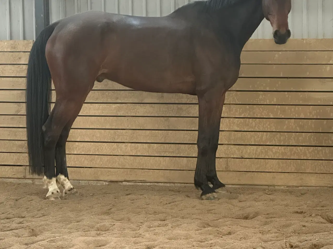 Billede 1 - Lilla Regn (Rain)