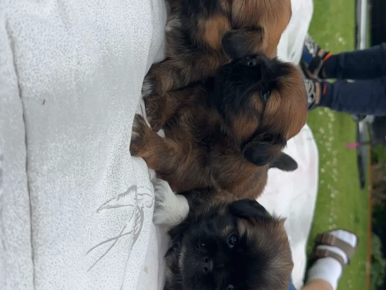 Billede 4 - Hvalpe- shizu/lhasa apso