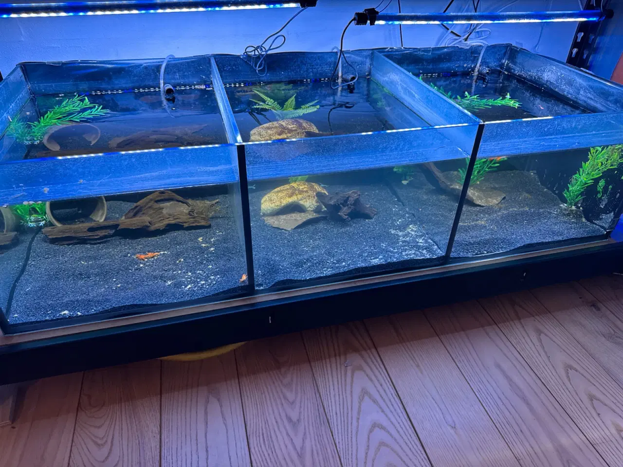 Billede 3 - akvariereol