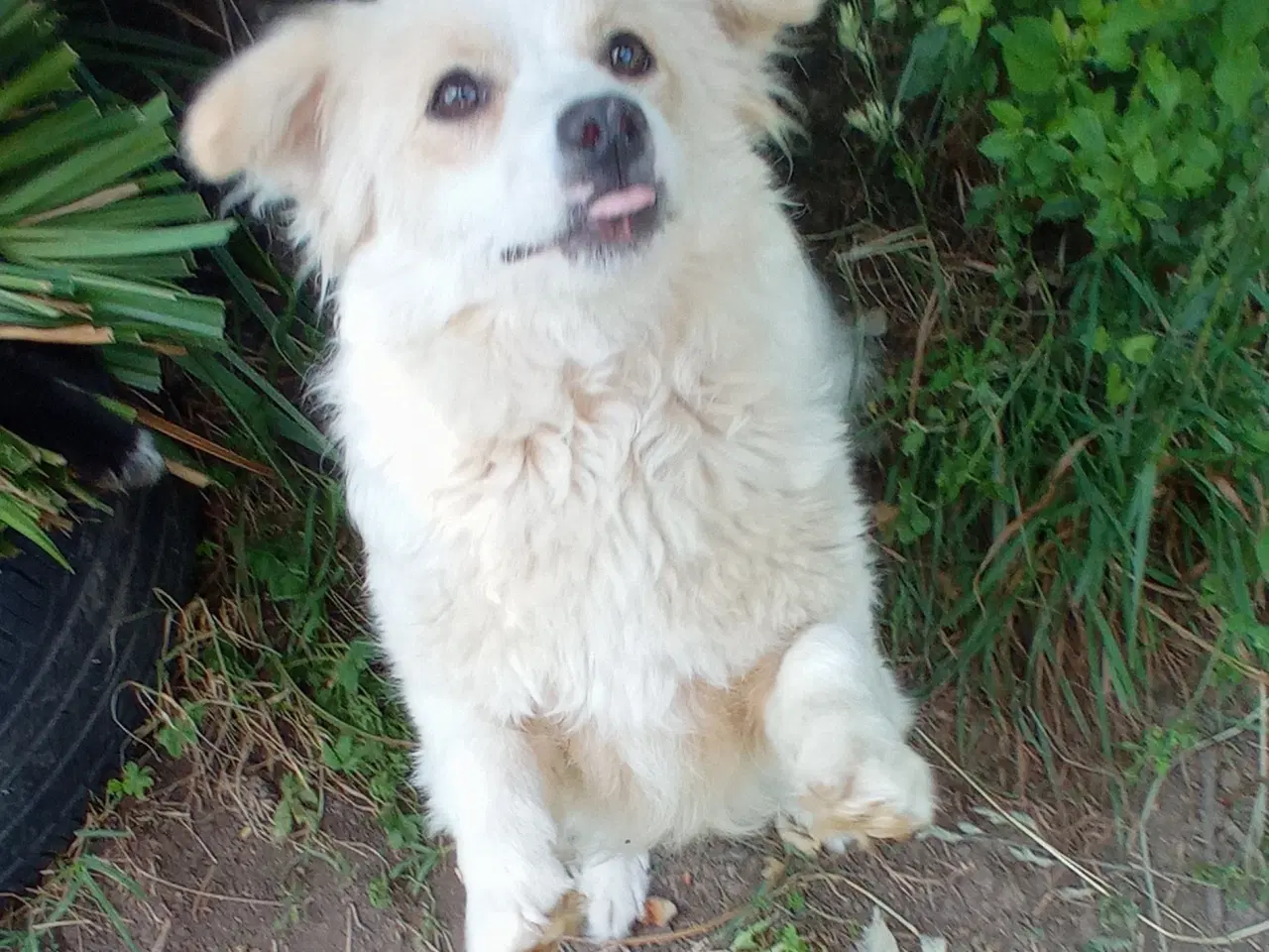 Billede 9 - Molly - kærlig glad pige leder efter sit hjem