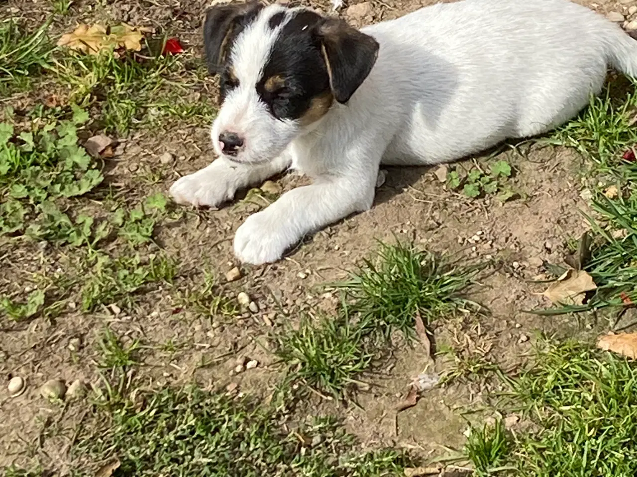 Billede 2 - Jack Russel terrie