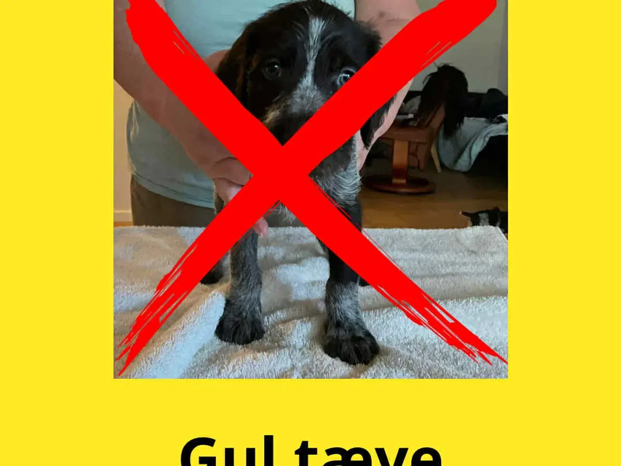 Billede 4 - Ruhåret hønsehunde hvalpe