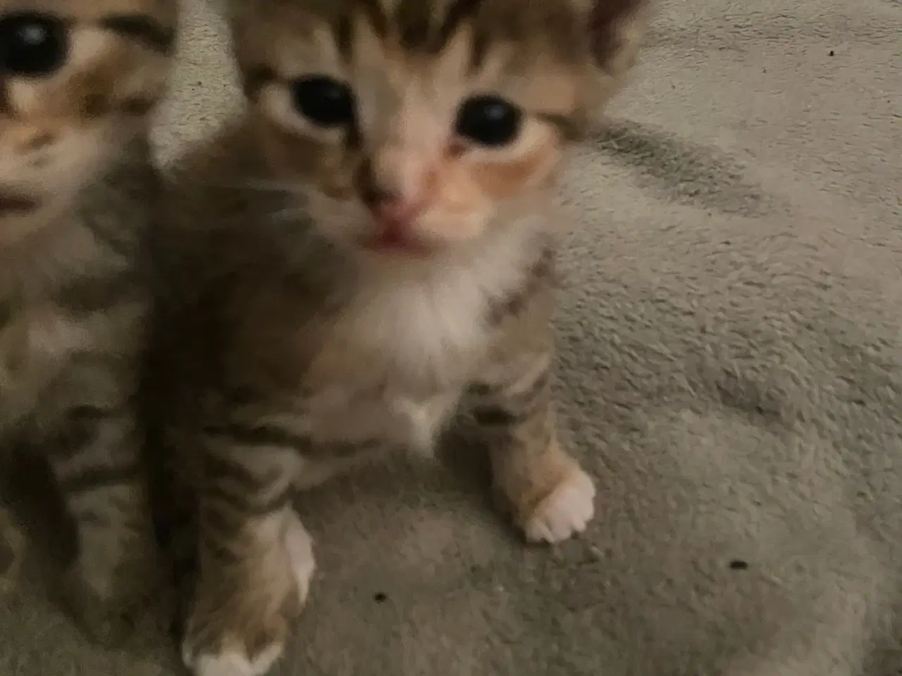 Billede 5 - Killinger halv ragdoll