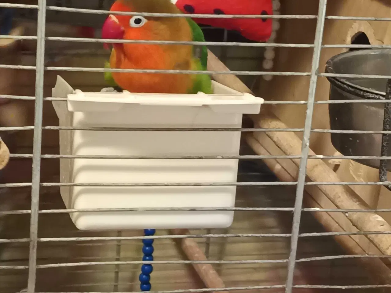 Billede 1 - Dværgpapegøje