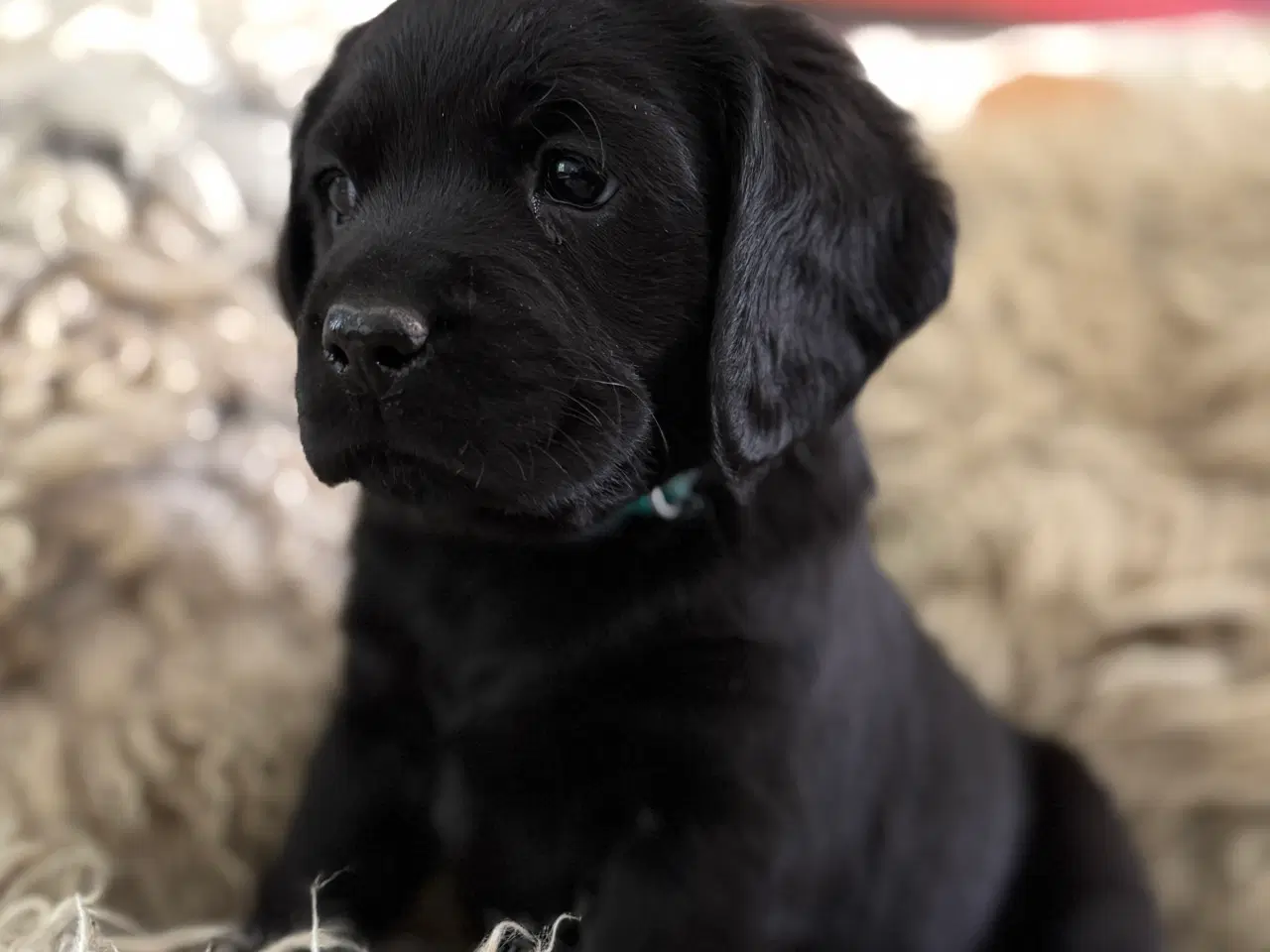 Billede 8 - Labrador og Amerikansk Cocker spaniel (Cockerdor)