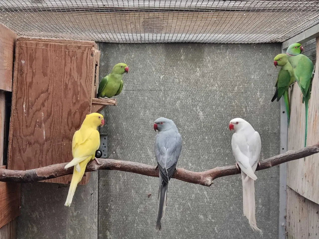 Billede 1 - Alexander parakitter 