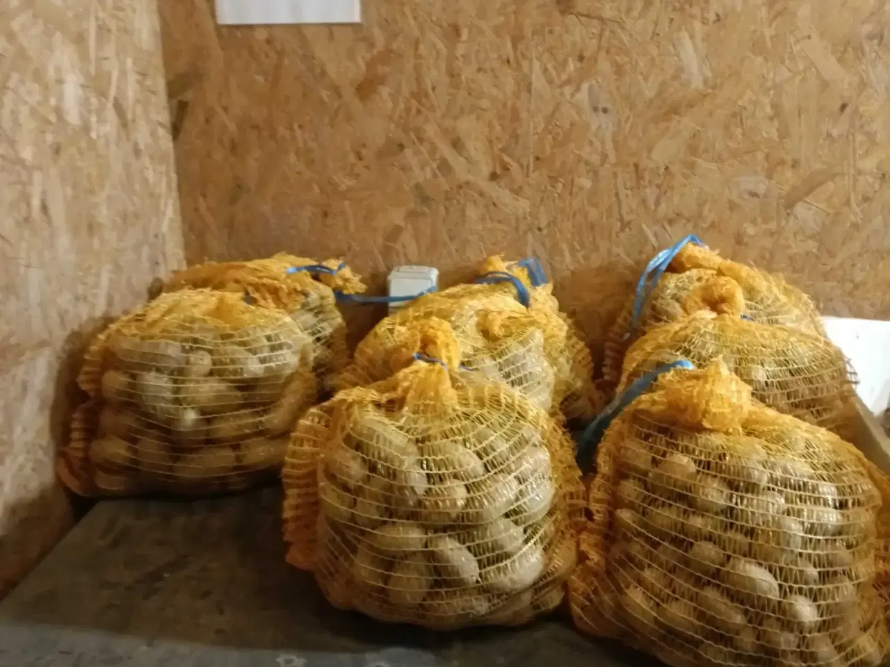 Billede 3 - Lægge Kartofler