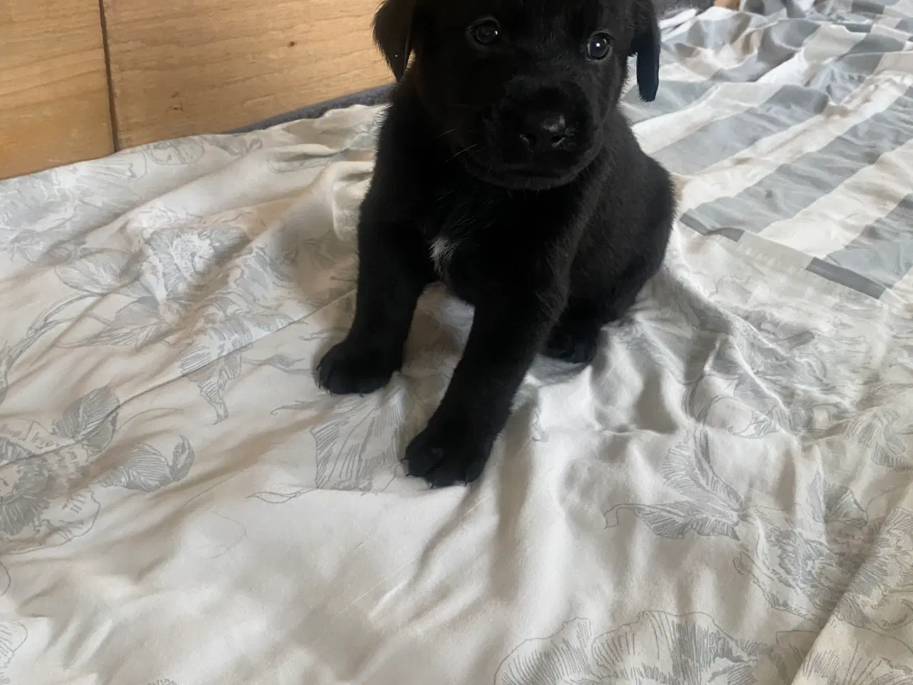 Billede 4 - De dejligste labrador/Golden Retriever hvalpe