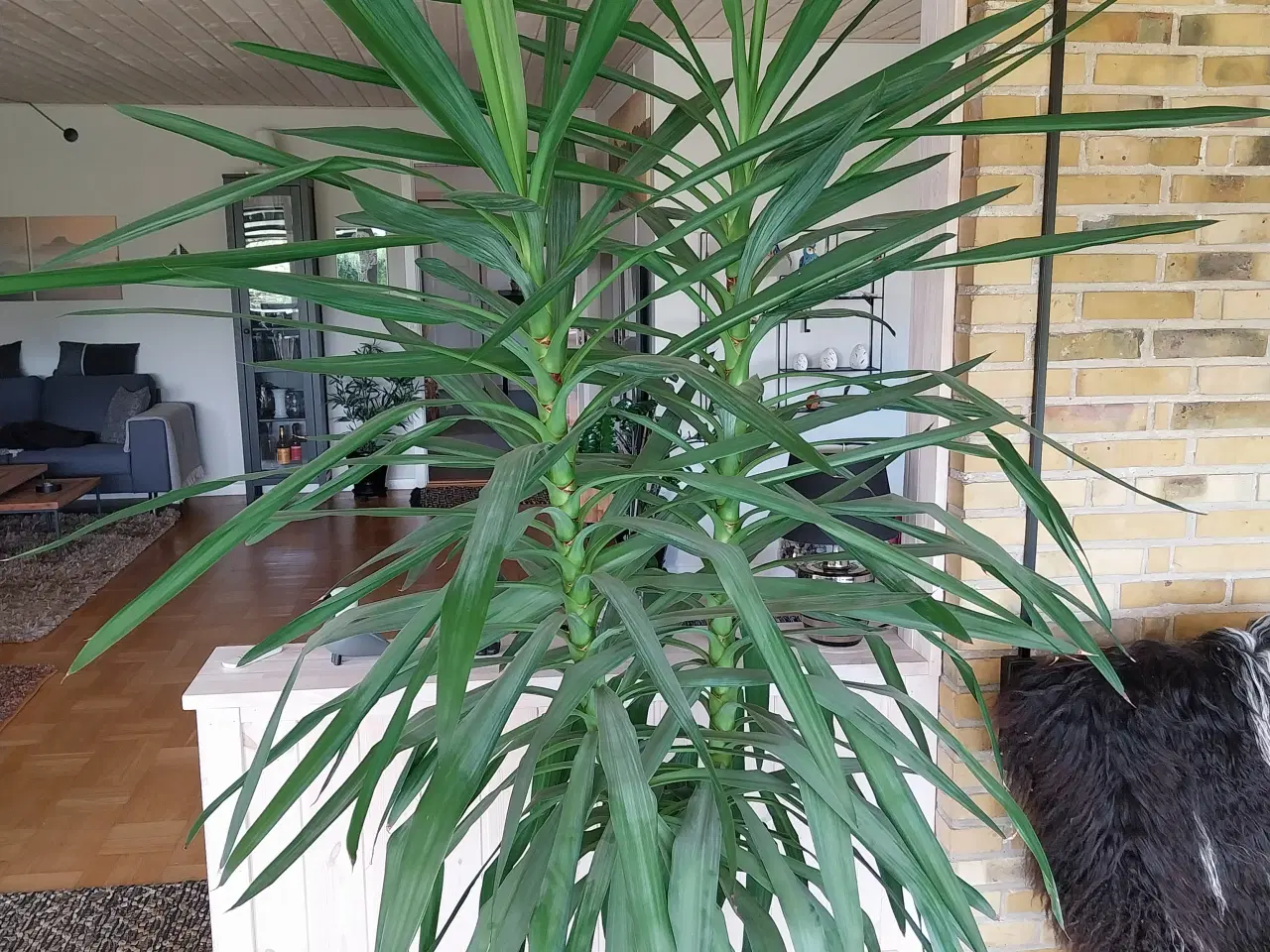 Billede 2 - Yucca palme 