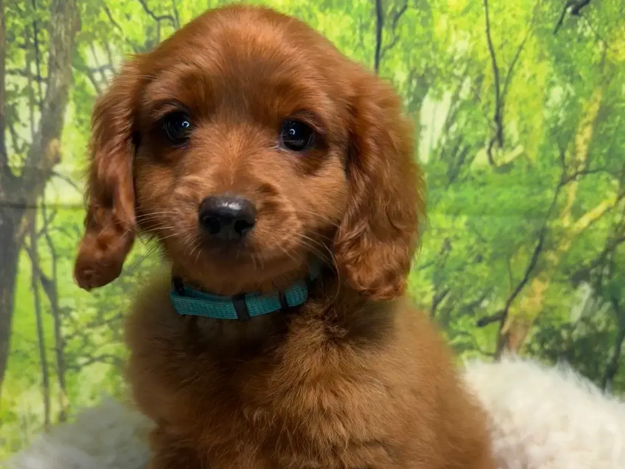 Billede 7 - Cavapoo Rejseklar kun 2 drenge tilbage