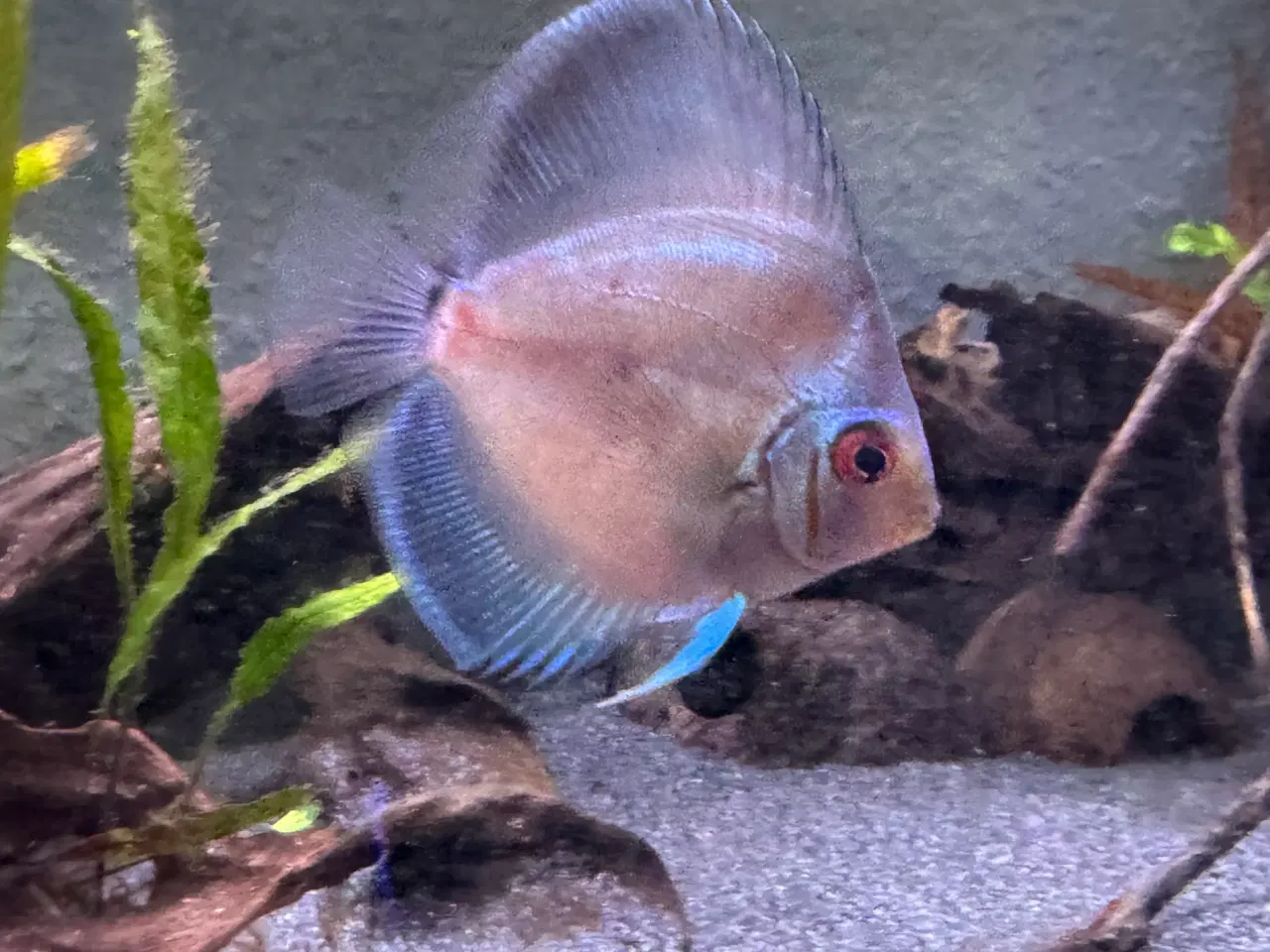 Billede 4 - Blue diamond discus