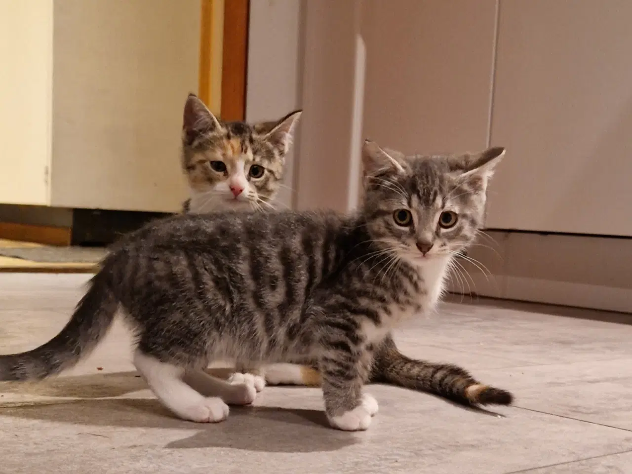 Billede 5 - Sød han kattekilling