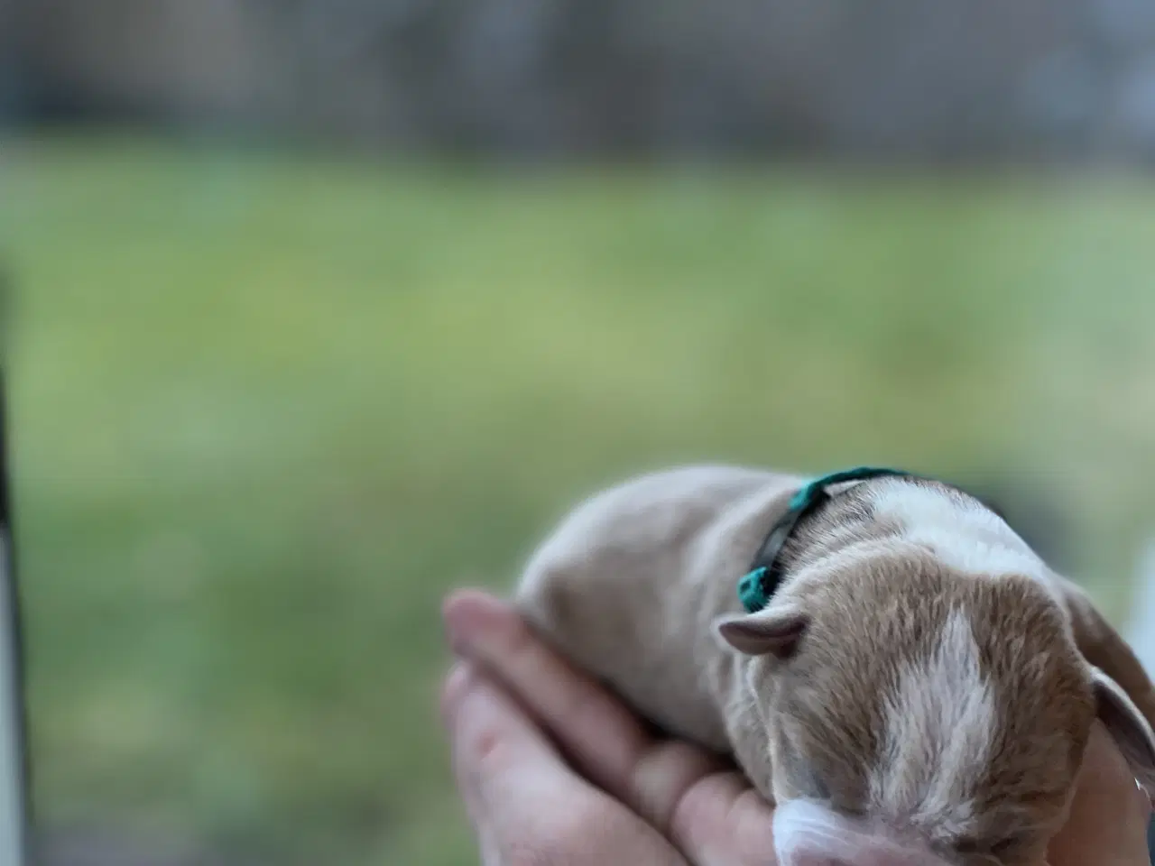 Billede 2 - American bully