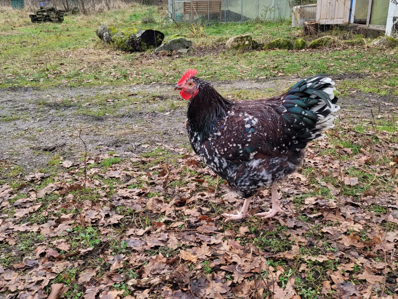 Billede 5 - Stor, sød og flot hane sælges