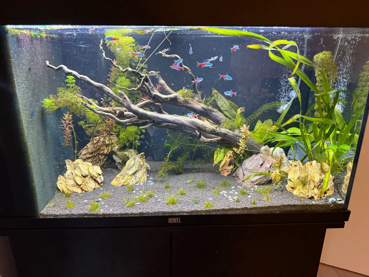 Billede 1 - 125L Juwel akvarium med skab, fisk og udstyr