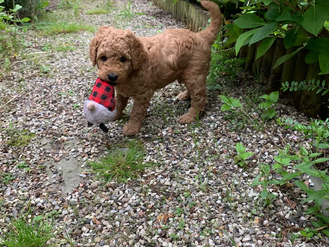Billede 4 - Goldendoodle F1bb-mini hvalpe