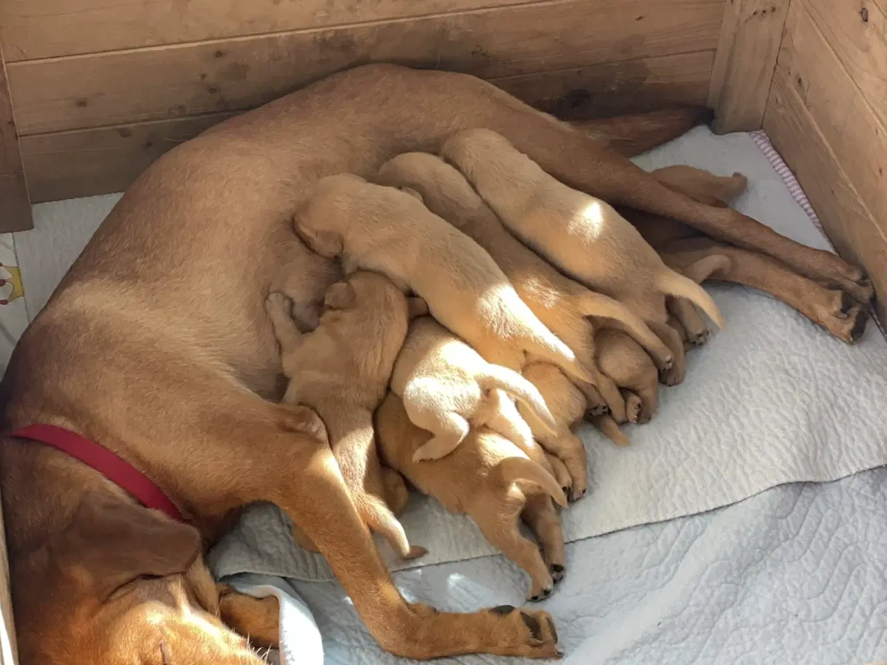 Billede 1 - Labrador formel 1 hvalp, Foxred