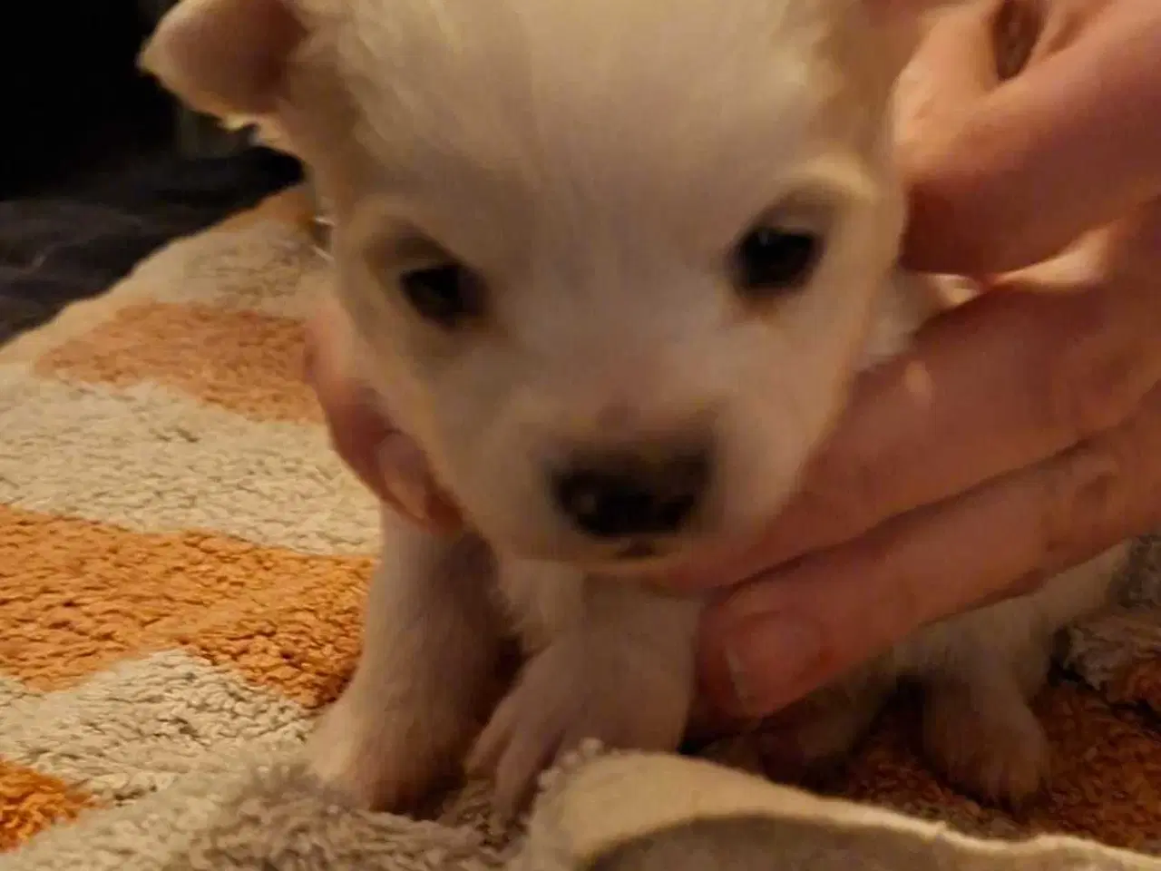 Billede 4 - Pomchi hvalpe