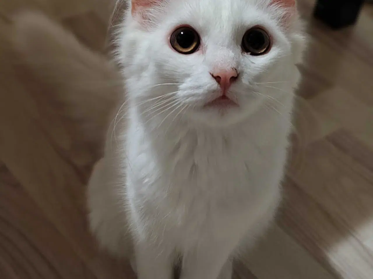 Billede 3 - Mowgli 🐾