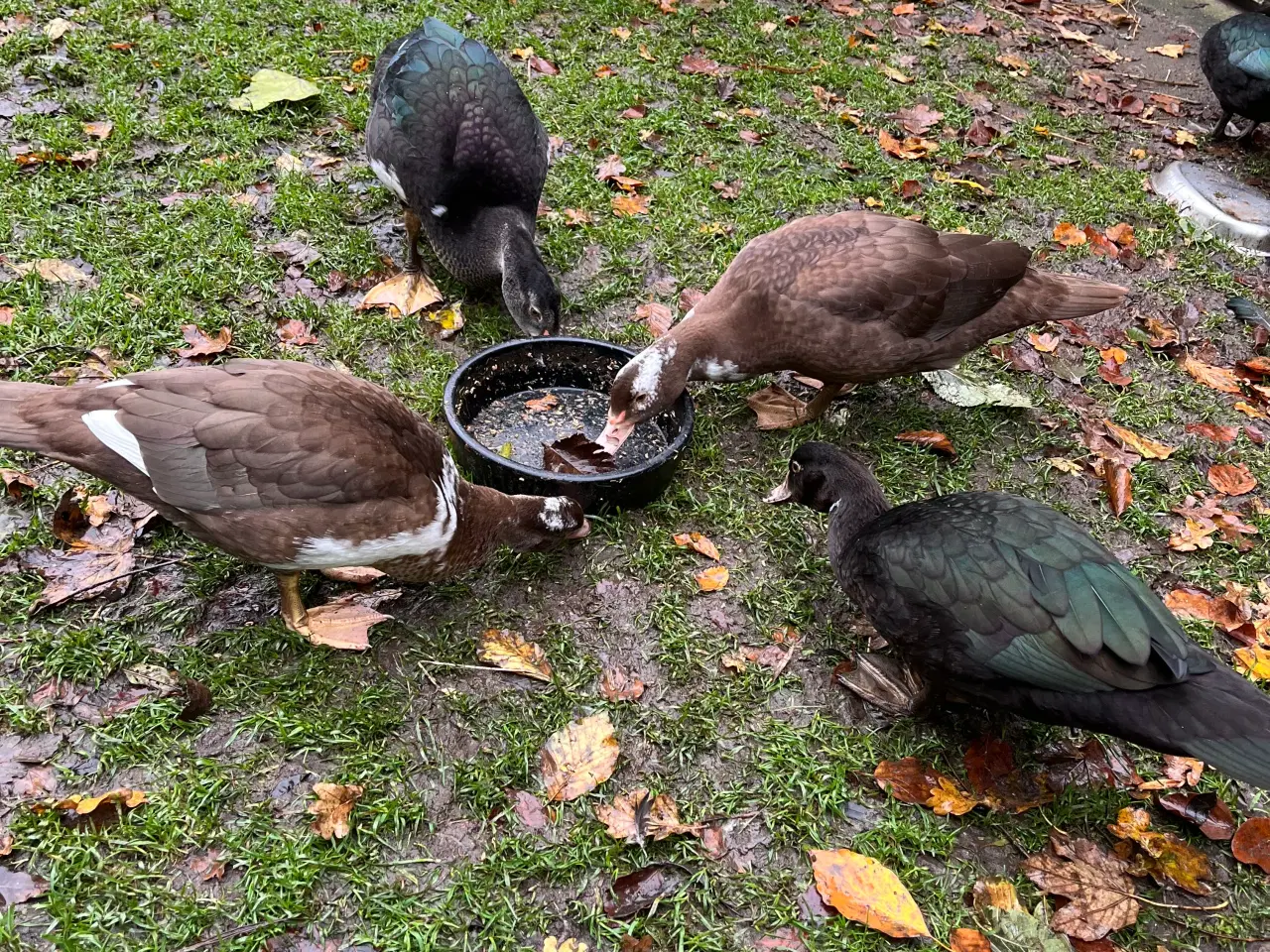 Billede 6 - Moskusænder fra 12/8
