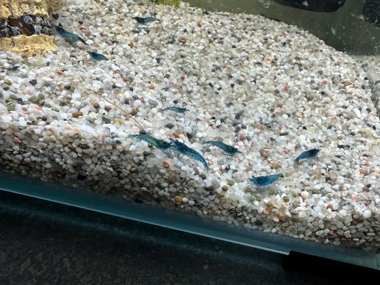 Billede 1 - Blå akvarium rejer 