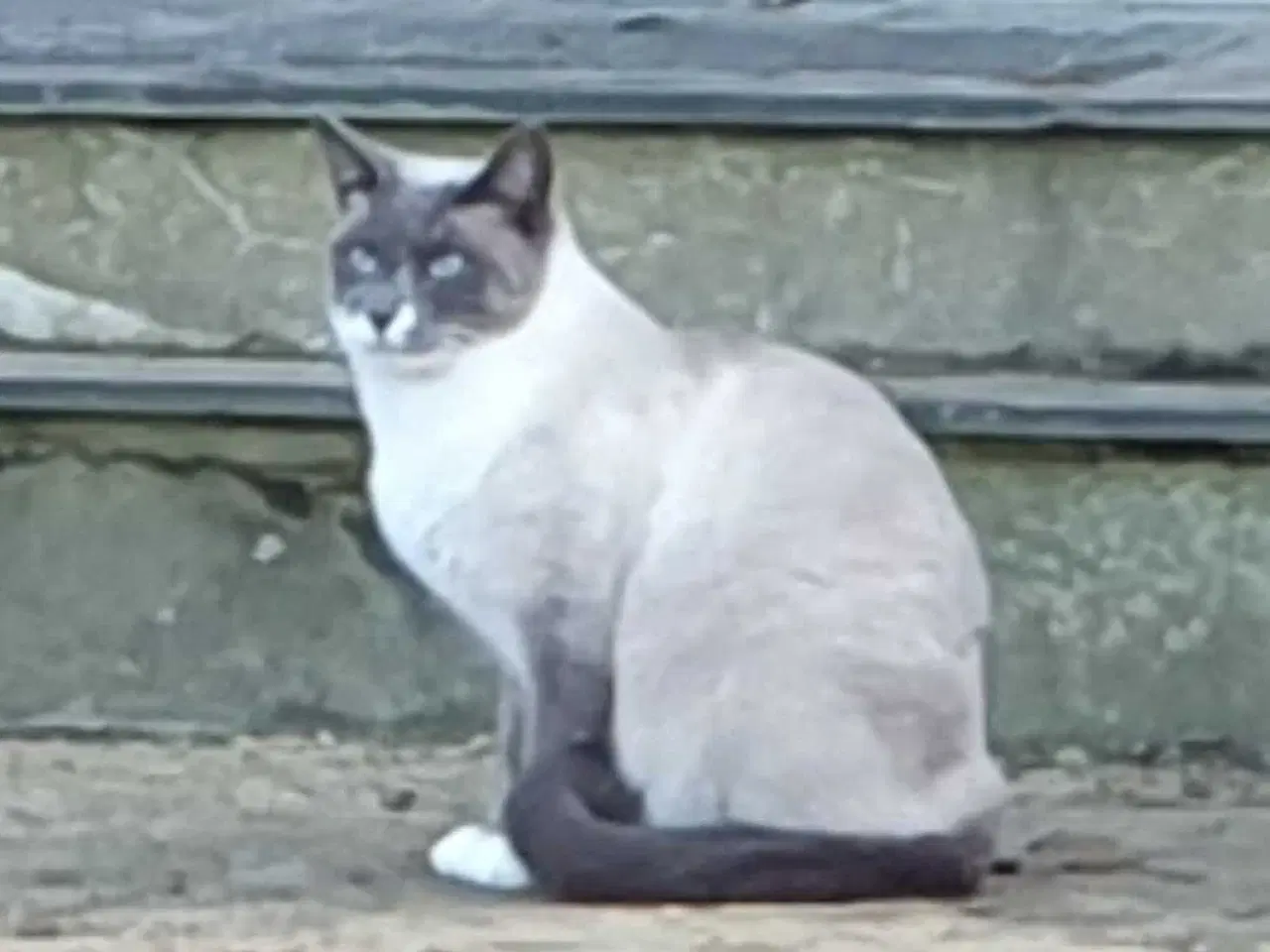 Billede 7 - Ragdoll / Hellig Birma / blanding