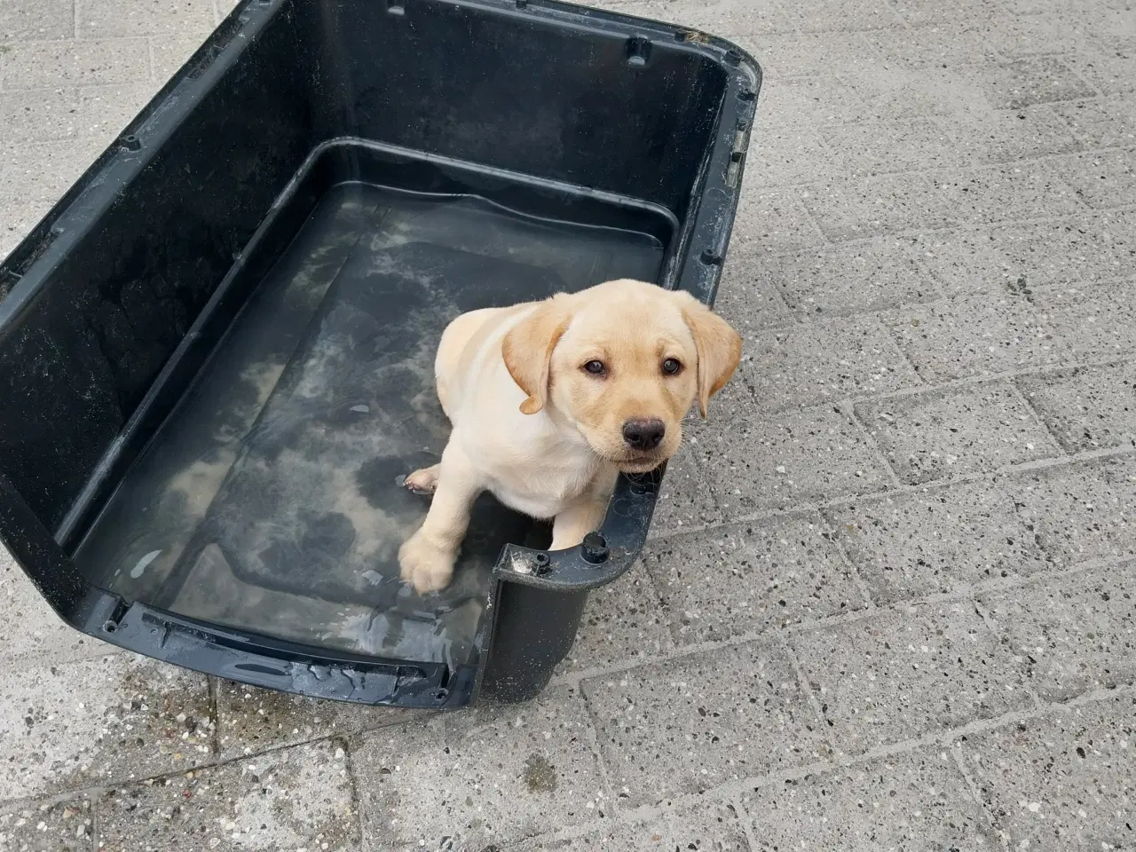 Billede 1 - Gule Labrador Hvalp.