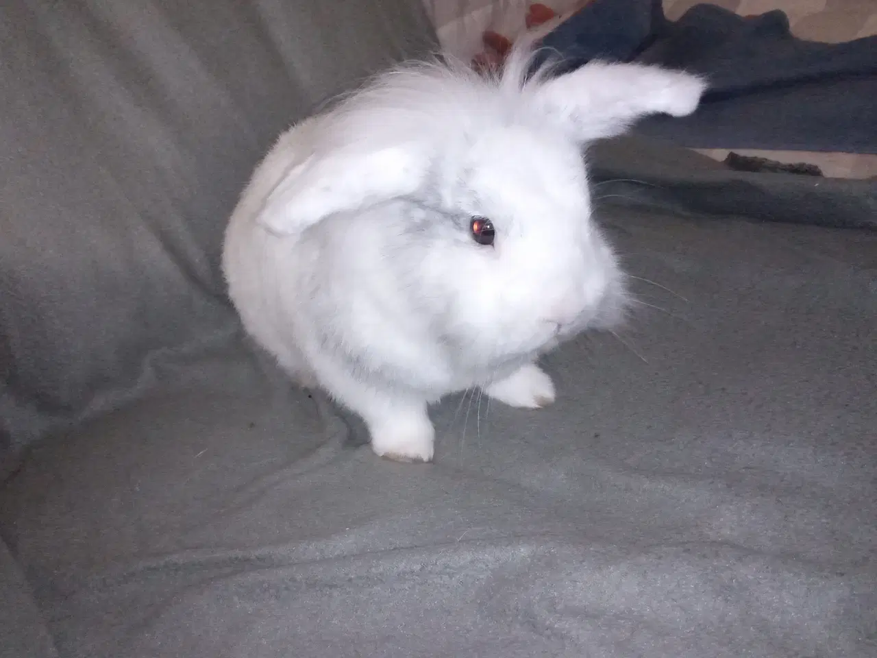 Billede 5 - Skøn og kælen han kanin, blanding mellem løvehoved