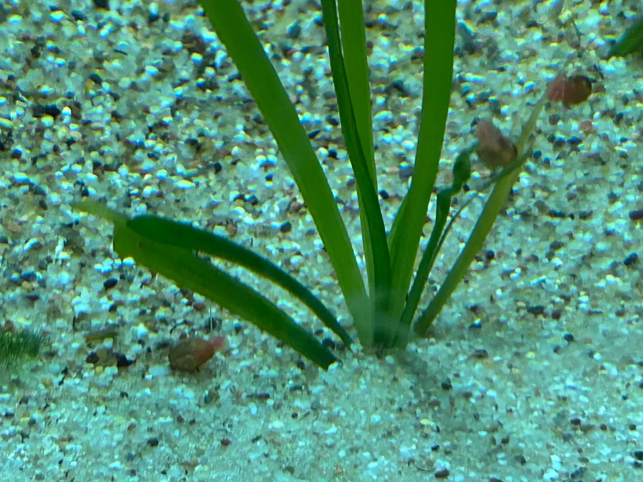 Billede 4 - 🐌 Orange Posthornsnegle – Unge voksne